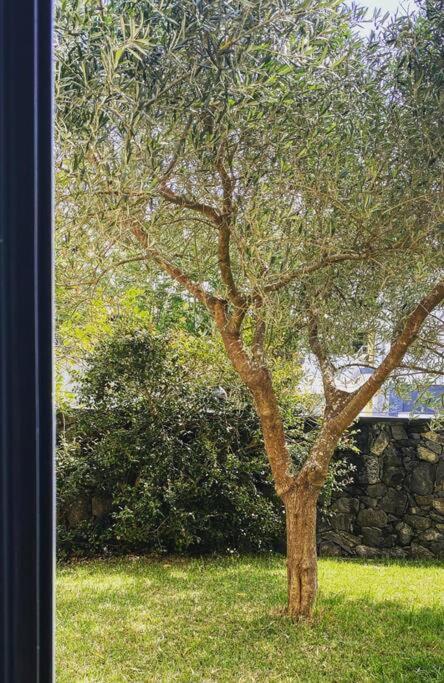 Casa Raiz Villa Ponta Delgada Eksteriør bilde