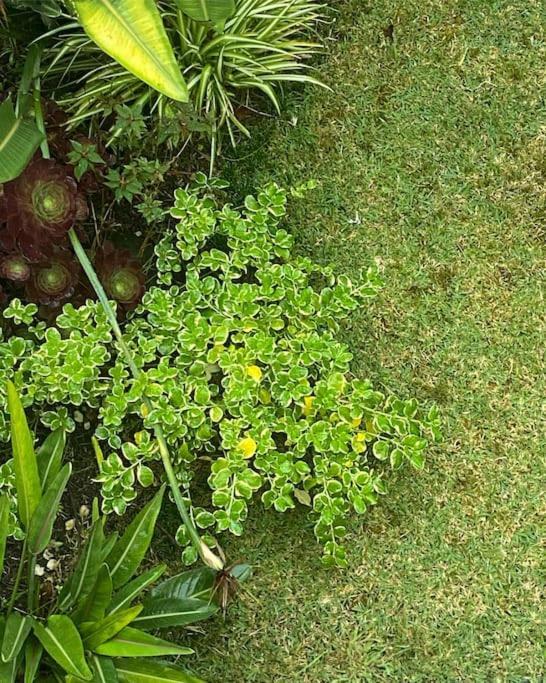 Casa Raiz Villa Ponta Delgada Eksteriør bilde